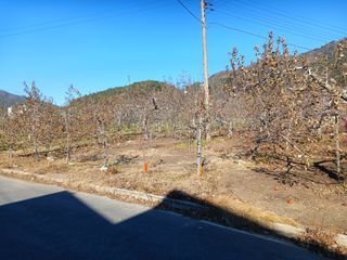 알 수 없음님의 사과 · 토양준비 작성글 사진