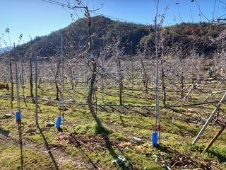 알 수 없음님의 사과 · 토양준비 작성글 사진