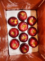 팜모닝 사과·수확 게시글 이미지