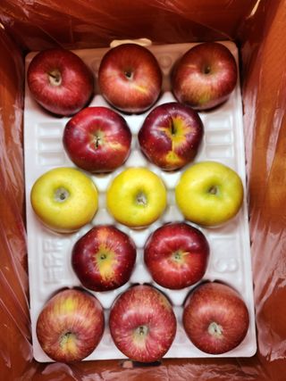 박영석님의 사과 · 수확 작성글 사진