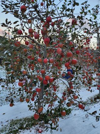 박영석님의 사과 · 수확 작성글 사진