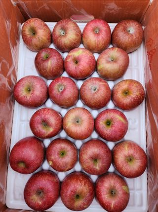 박영석님의 사과 · 수확 작성글 사진