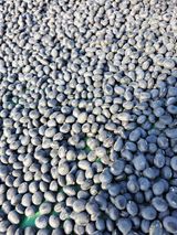 팜모닝 콩·자유게시판 게시글 이미지