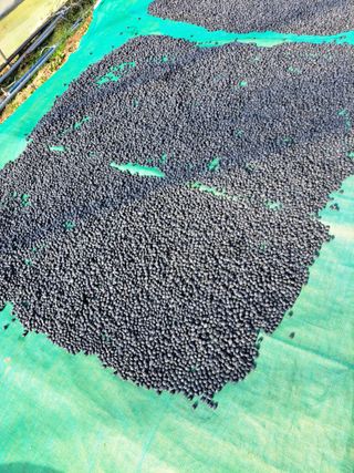 좋은인연님의 콩 · 자유게시판 작성글 사진