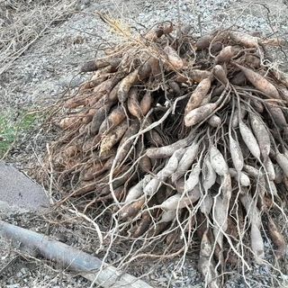 이창신님의 11월 내 작물 자랑하기 · 참여글 작성글 사진