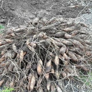 이창신님의 11월 내 작물 자랑하기 · 참여글 작성글 사진