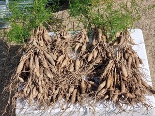 이창신님의 11월 내 작물 자랑하기 · 참여글 작성글 사진