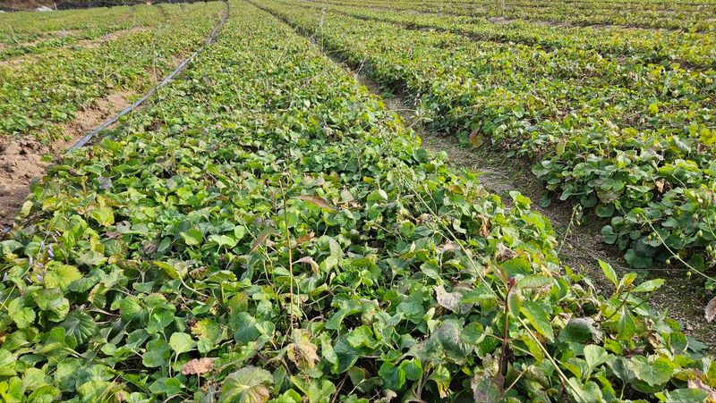 조병대님의 장터 판매 상품 [잔대씨앗 판매] 첨부 사진