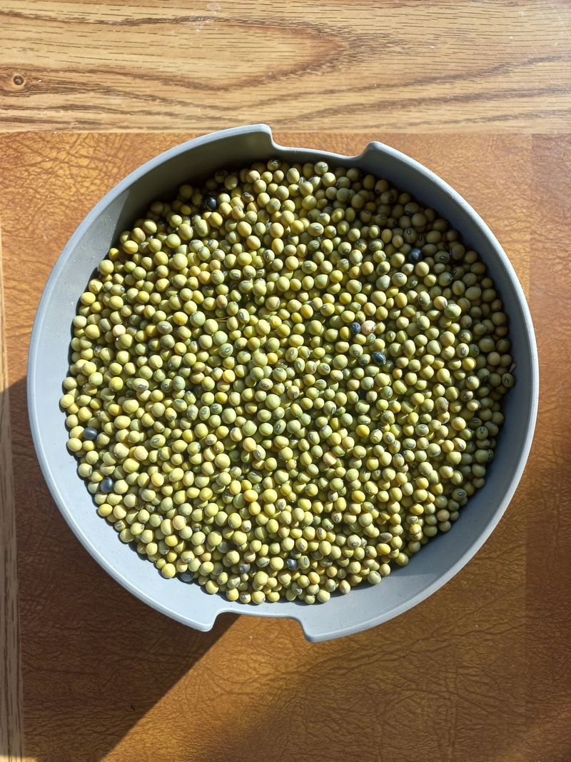 장터 상품 [콩나물콩] 썸네일