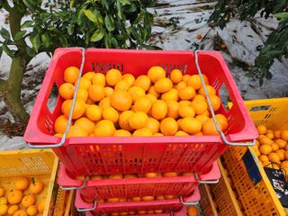 김형철님의 농사, 무엇이든 물어보세요! · 참여글 작성글 사진