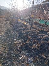 팜모닝 복숭아·영농일지 게시글 이미지