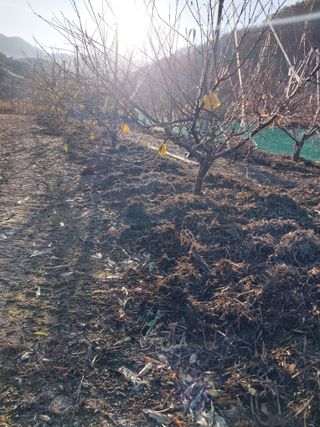 류남열님의 복숭아 · 영농일지 작성글 사진