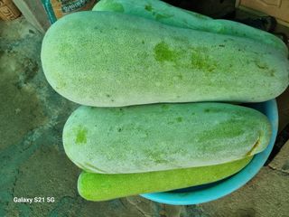 장팔현님의 기타작물 · 자유게시판 작성글 사진