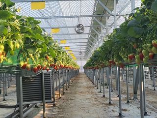 이재혁님의 딸기 · 일상 작성글 사진