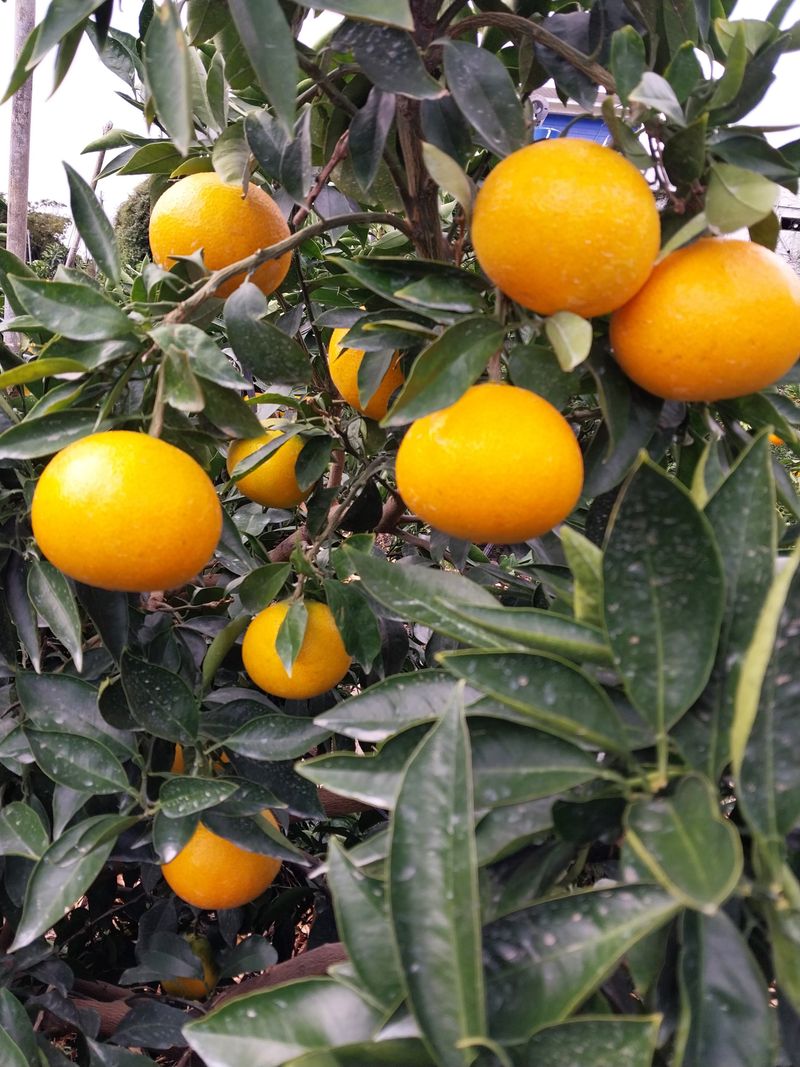 장터 상품 [노지황금향] 썸네일