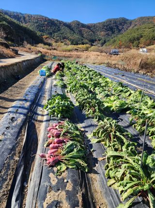 강신규님의 배추 · 수확 작성글 사진