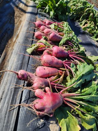 강신규님의 배추 · 수확 작성글 사진
