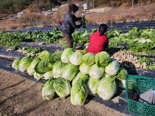 강신규님의 배추 · 수확 작성글 사진