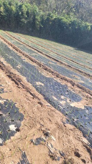 박정석님의 농사, 무엇이든 물어보세요! · 참여글 작성글 사진