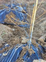 팜모닝 사과·품종•종자 게시글 이미지