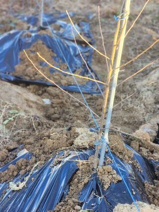 박해용(세건농장)님의 사과 · 품종•종자 작성글 사진