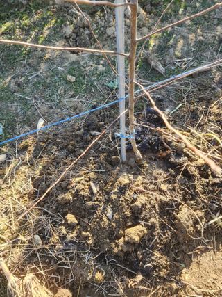 박해용(세건농장)님의 사과 · 품종•종자 작성글 사진