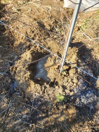 박해용(세건농장)님의 사과 · 품종•종자 작성글 사진