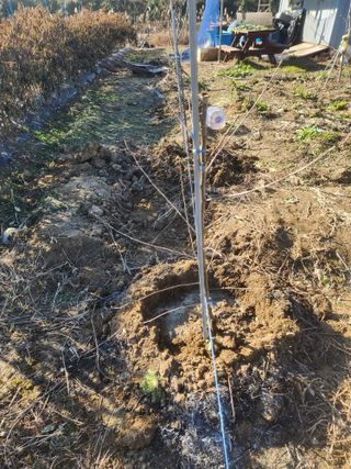 박해용(세건농장)님의 사과 · 품종•종자 작성글 사진