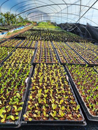 약초원 김종군님의 기타작물 · 자유게시판 작성글 사진