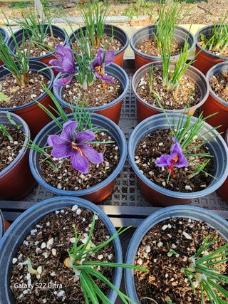 약초원 김종군님의 기타작물 · 자유게시판 작성글 사진