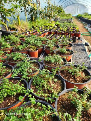 약초원 김종군님의 기타작물 · 자유게시판 작성글 사진