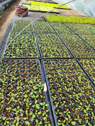 약초원 김종군님의 기타작물 · 자유게시판 작성글 사진