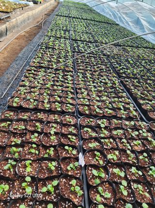 약초원 김종군님의 기타작물 · 자유게시판 작성글 사진