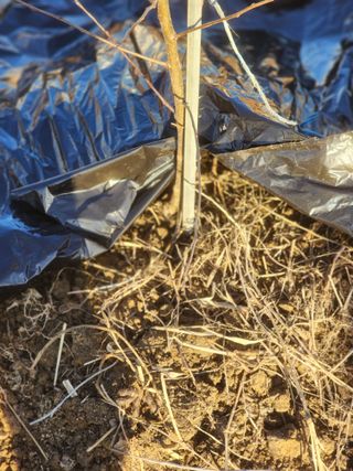 박해용(세건농장)님의 사과 · 품종•종자 작성글 사진