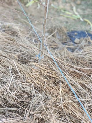 박해용(세건농장)님의 사과 · 품종•종자 작성글 사진