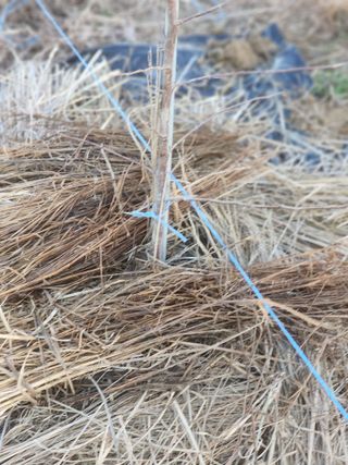 박해용(세건농장)님의 사과 · 품종•종자 작성글 사진