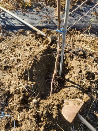 박해용(세건농장)님의 사과 · 품종•종자 작성글 사진