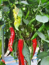 팜모닝 팜모닝·출석 게시글 이미지