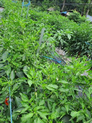 작은농부님의 팜모닝 · 출석 작성글 사진