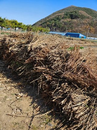 이영호님의 자유주제 · 자유게시판 작성글 사진
