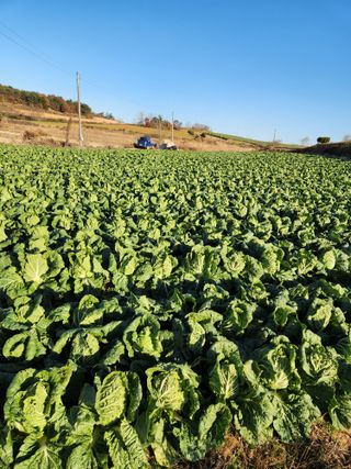 김저팔계님의 배추 · 영농일지 작성글 사진