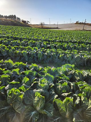 김저팔계님의 배추 · 영농일지 작성글 사진