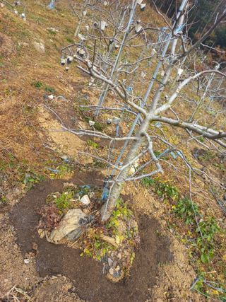 농산물에 진심구병안님의 겨울 대비 어떻게 하셨나요 · 참여글 작성글 사진