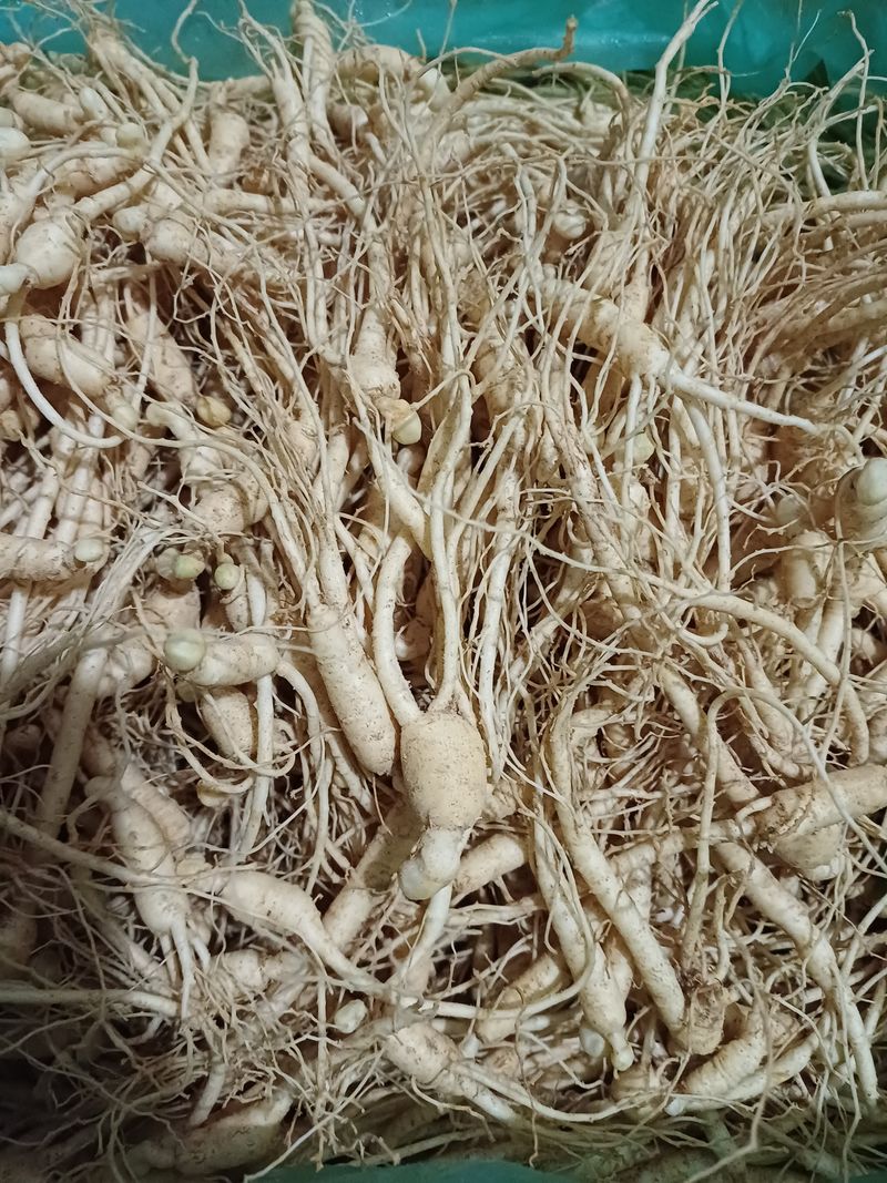 장터 상품 [묘삼재묵이750g] 썸네일