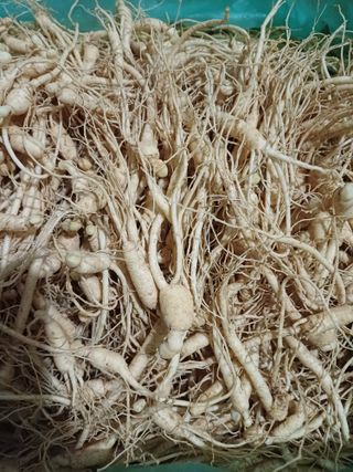 포천인삼농사꾼님의 작성글 사진