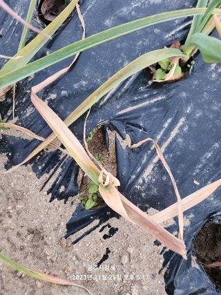 창원대산님의 마늘 · 병해충상담 작성글 사진