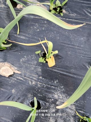 창원대산님의 마늘 · 병해충상담 작성글 사진