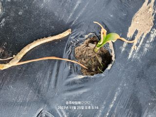 창원대산님의 마늘 · 병해충상담 작성글 사진