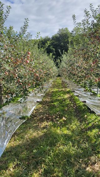 영주(호성농원)님의 11월 내 작물 자랑하기 · 참여글 작성글 사진