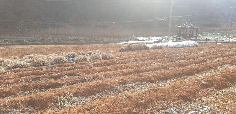 장터 상품 [콩(대원콩)1Kg] 썸네일